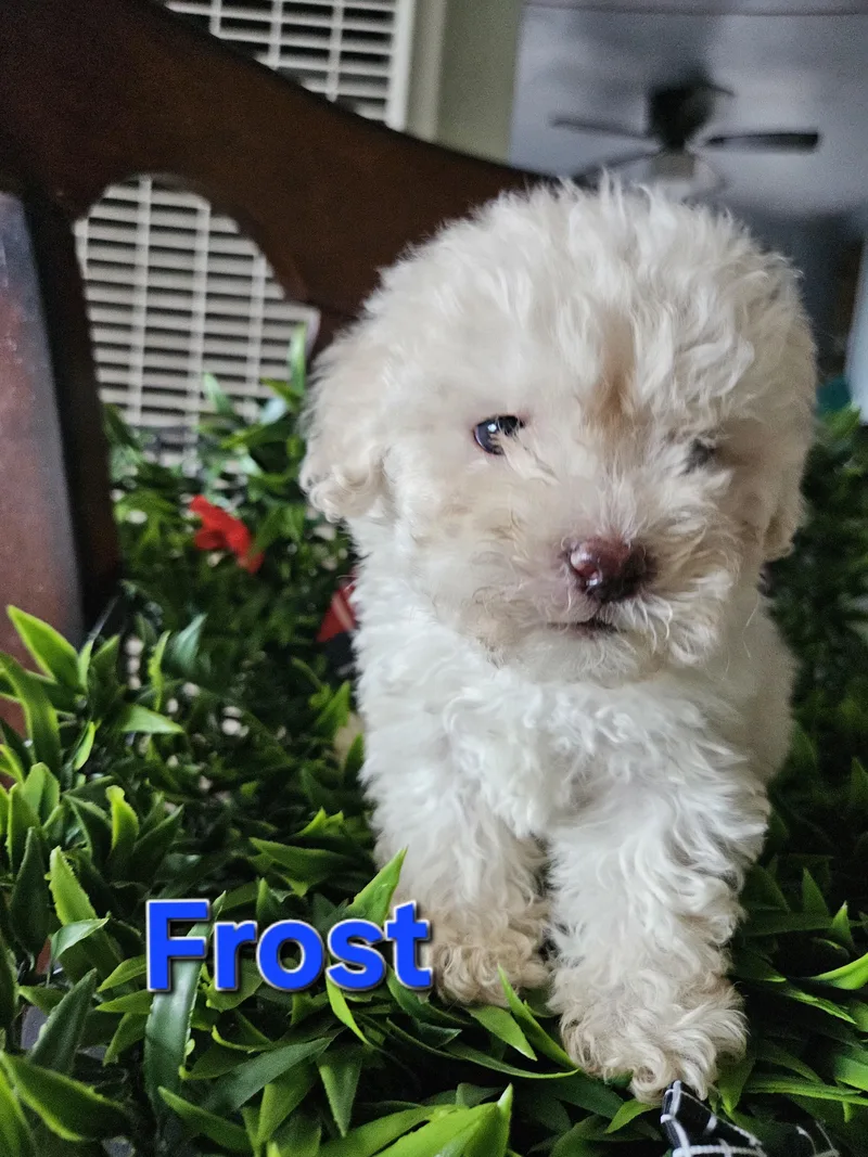 Frost thumbnail 2