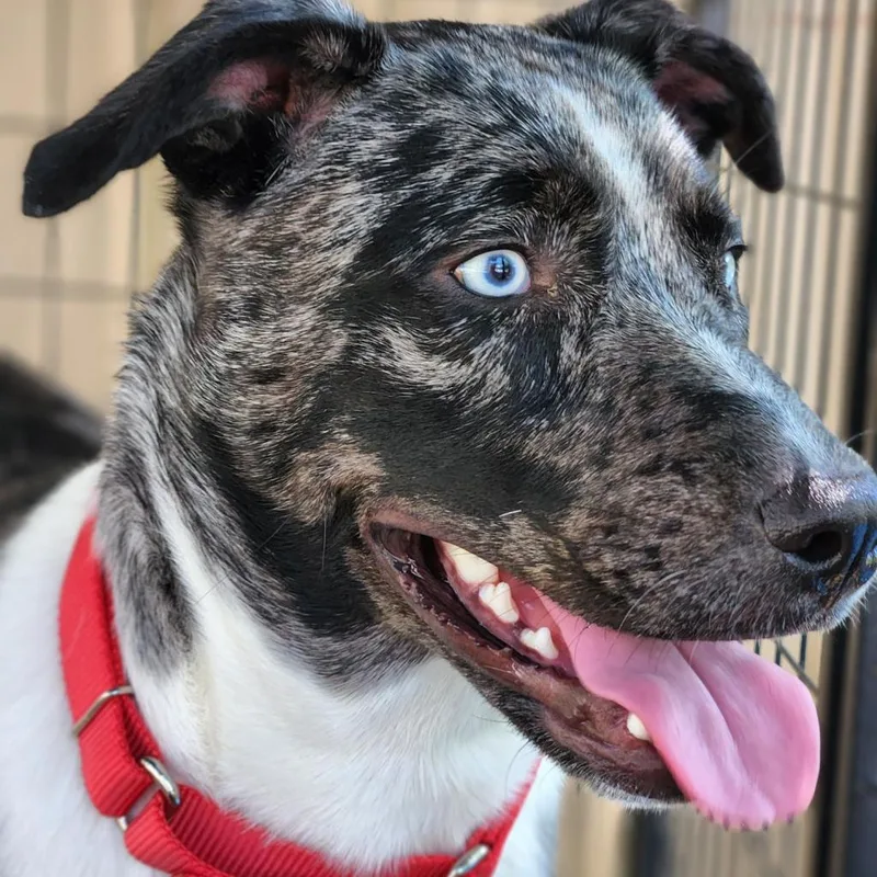 An adult large-sized female Black Catahoula Leopard Dog dog named Daisy Mae for adoption in Freeport, FL