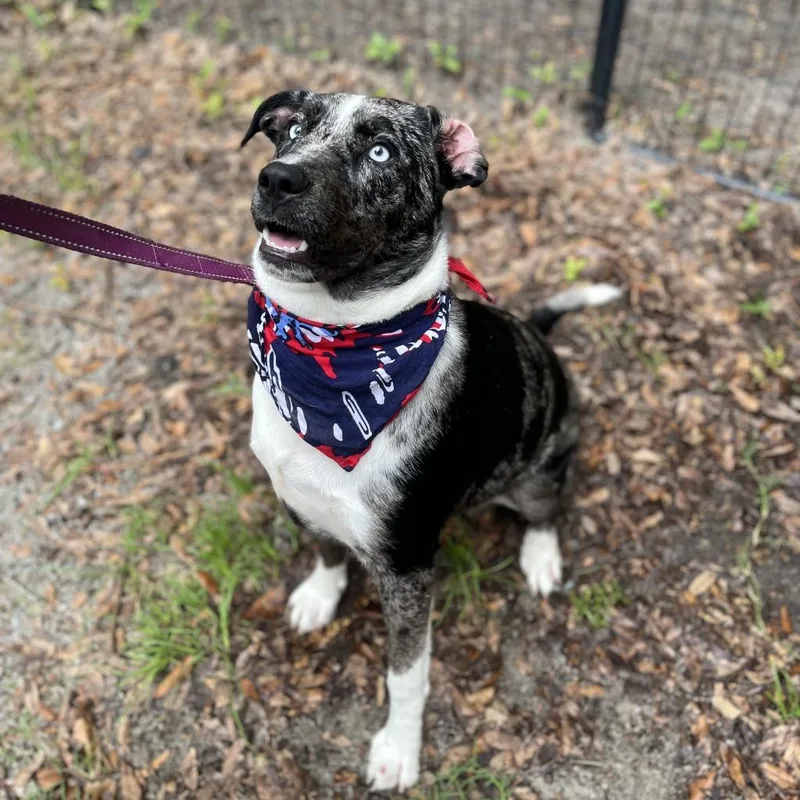 Daisy Mae thumbnail 2