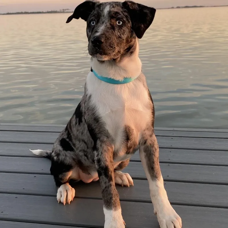 Daisy Mae thumbnail 4