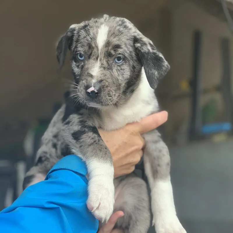 Daisy Mae thumbnail 5