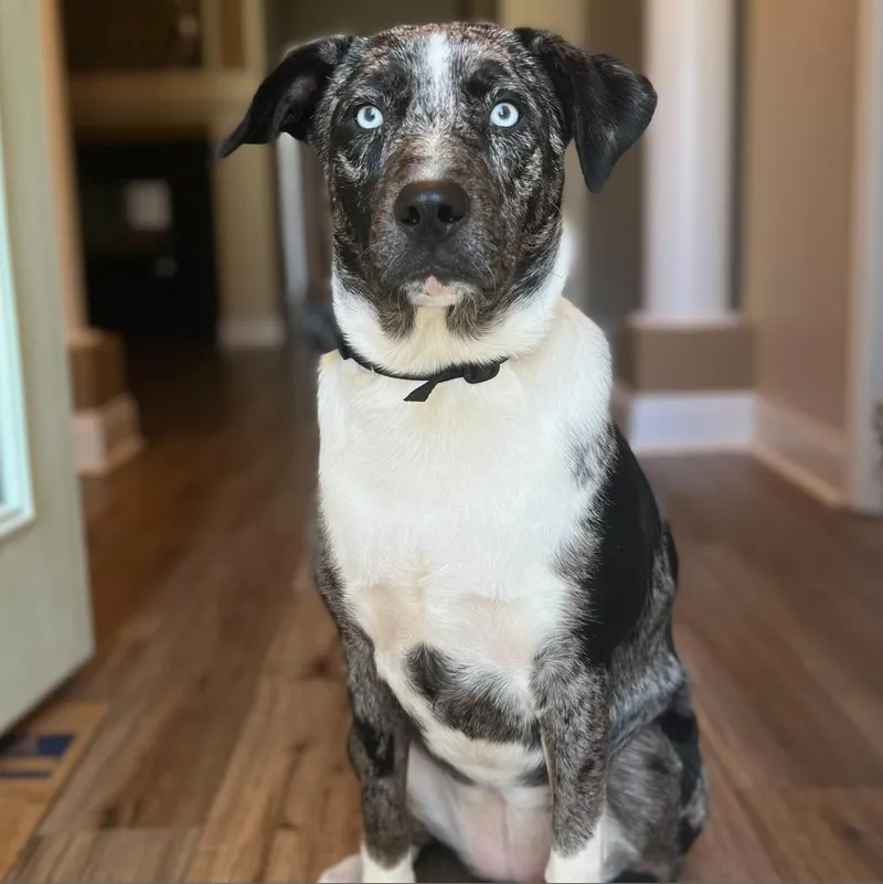 Daisy Mae thumbnail 6