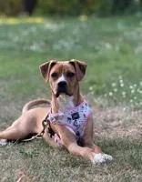 An adult medium-sized female Yellow / Tan / Blond / Fawn Mixed Breed dog named Hazel for adoption in Potsdam, NY