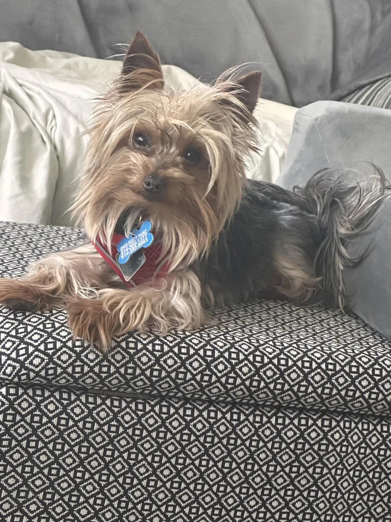 A young small-sized male Yorkshire Terrier dog named Vinny Fairfield for adoption in Pataskala, OH