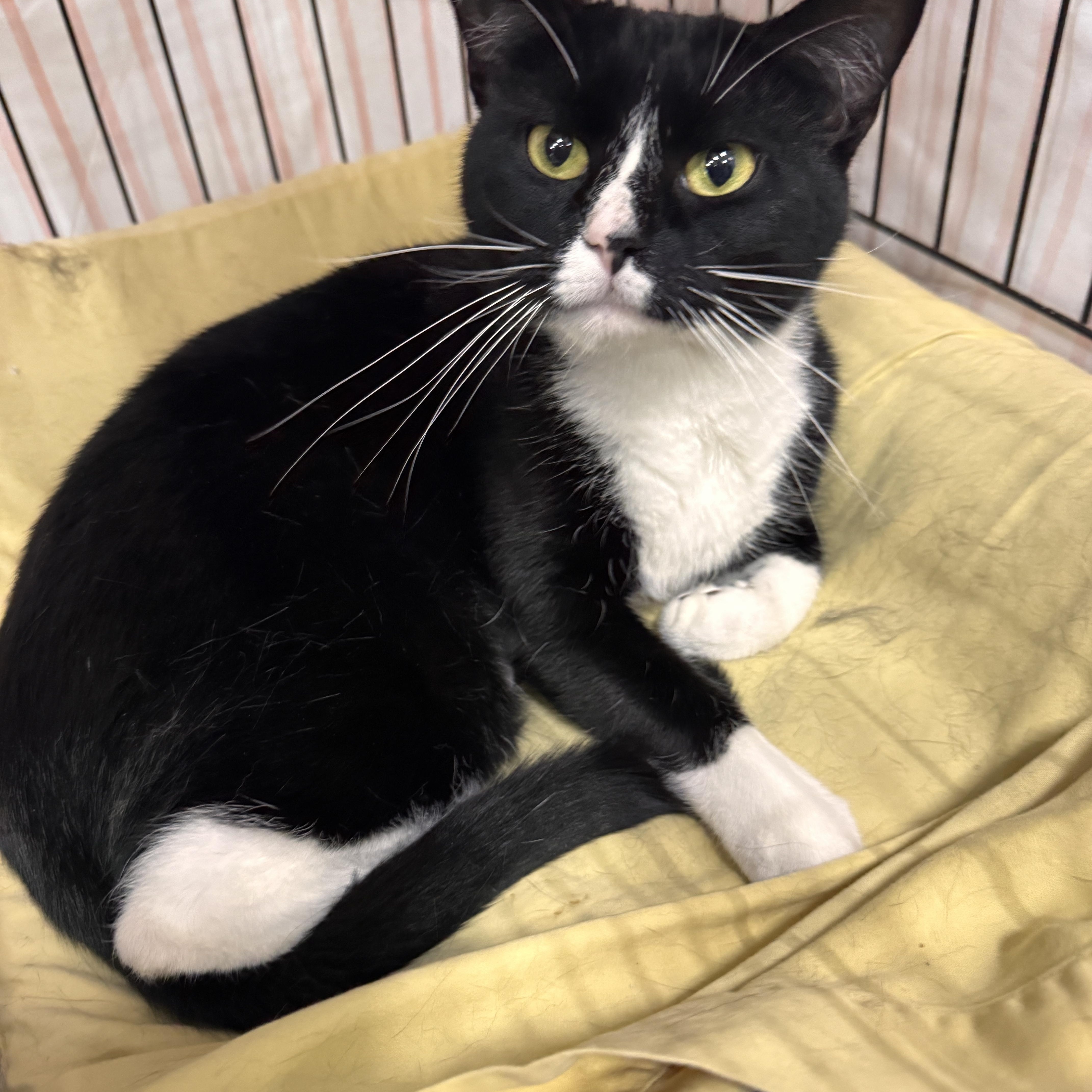 An adult medium-sized female Black & White / Tuxedo Domestic Short Hair cat named Melissa for adoption in Mokena, IL