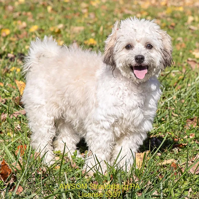 A young medium-sized female White / Cream Wheaten Terrier dog named Annabelle for adoption in Stroudsburg, PA