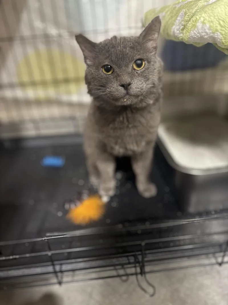 A young medium-sized male Gray / Blue / Silver Exotic Shorthair cat named Grady for adoption in Las Vegas, NV