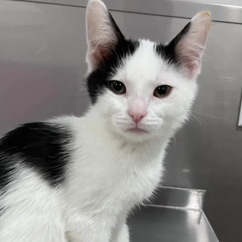 A baby small-sized male White Domestic Short Hair cat named Moozarella for adoption in Washburn, MO