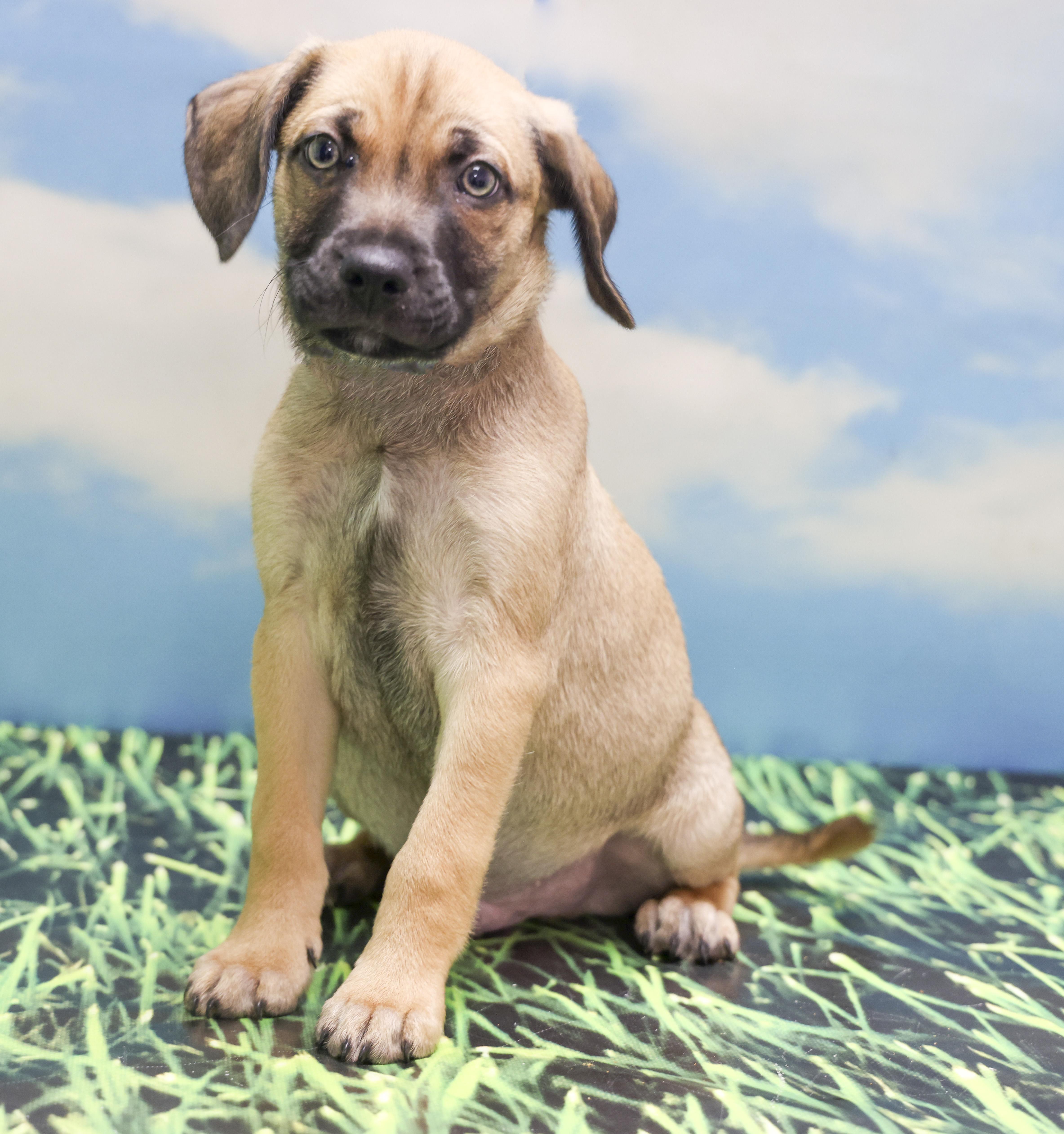 Mama Helen's Puppies  thumbnail 2