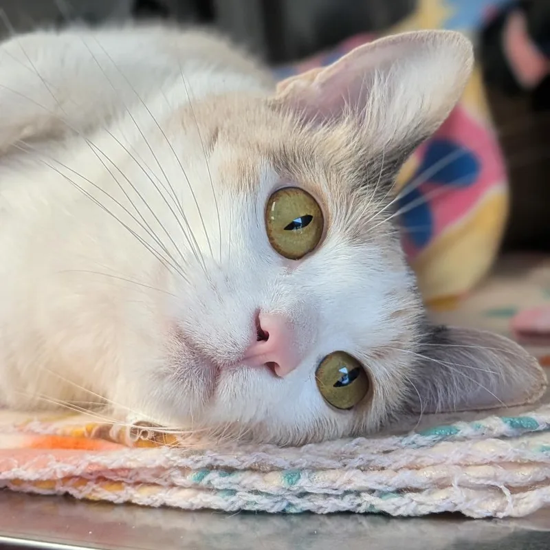 An adult large-sized female Calico Domestic Medium Hair cat named Kleo for adoption in Milan, IL