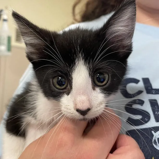 A baby extra large-sized female Domestic Short Hair cat named Goatee for adoption in Chicago, IL