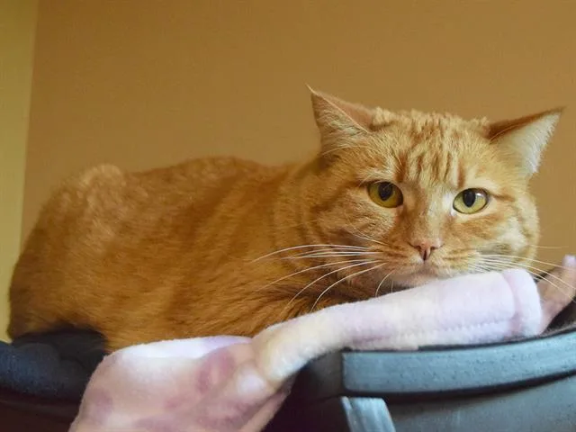 An adult medium-sized female Domestic Short Hair cat named Ruby for adoption in Sacramento, CA