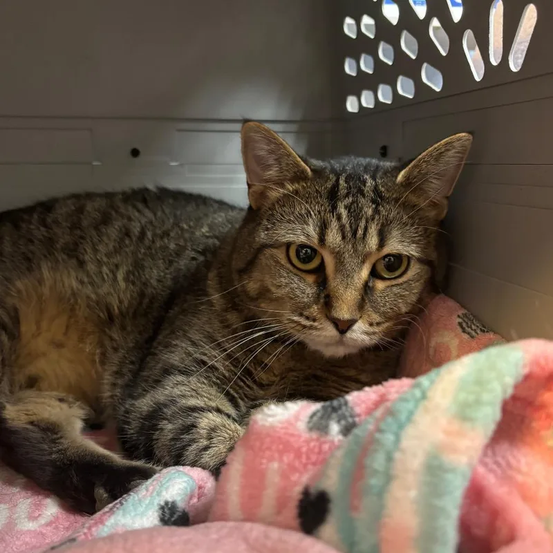 An adult large-sized male Brown / Chocolate Domestic Short Hair cat named Zeus for adoption in DeKalb, IL