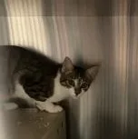 A young medium-sized female Domestic Short Hair cat named Lola for adoption in Allen, TX
