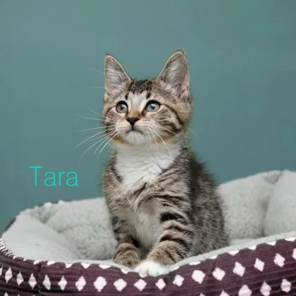 A baby small-sized female Domestic Medium Hair cat named Tara for adoption in Parma, OH