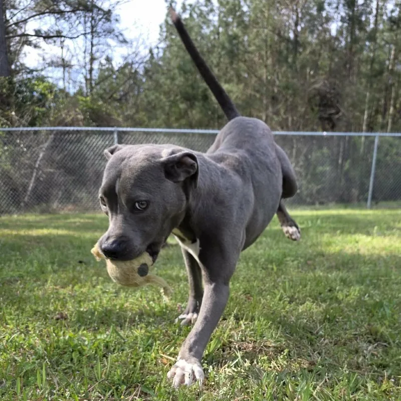 An adult medium-sized female Gray / Blue / Silver Pit Bull Terrier dog named Denim for adoption in Pine Mountain, GA