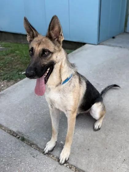 An adult large-sized female German Shepherd Dog dog named Adele for adoption in New Orleans, LA