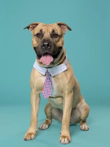 An adult large-sized male Pit Bull Terrier dog named Cup Noodles for adoption in Atlanta, GA