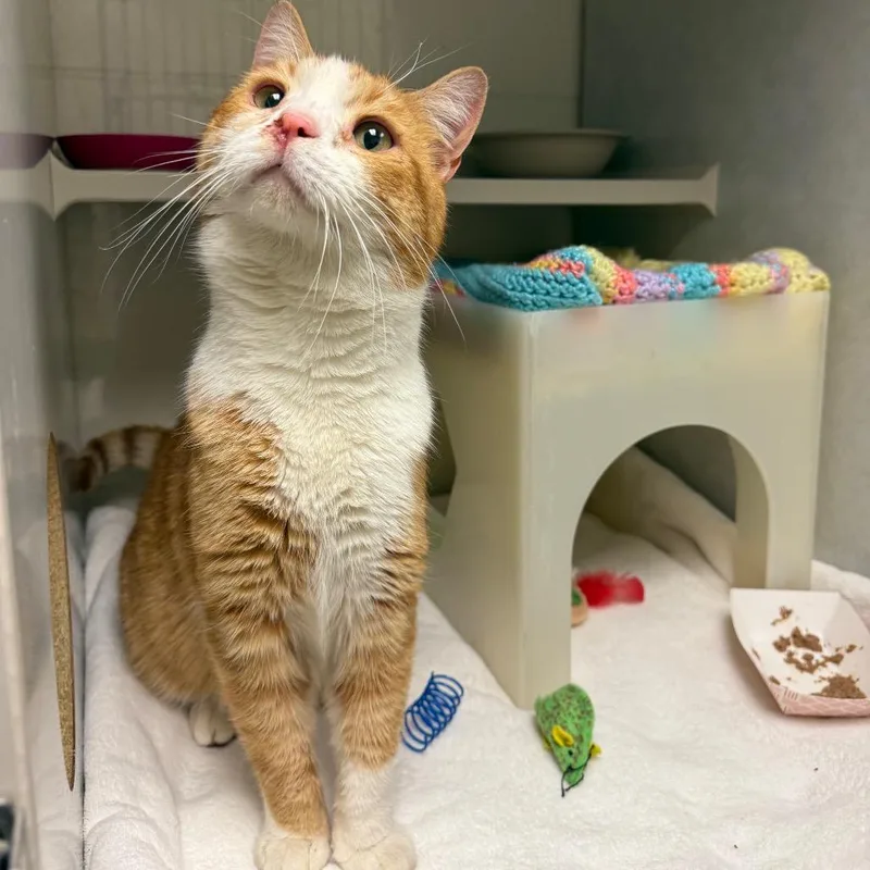 A young large-sized male Orange / Red Domestic Short Hair cat named Hercules for adoption in Fairport, NY