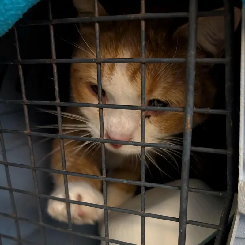 Hercules thumbnail 3