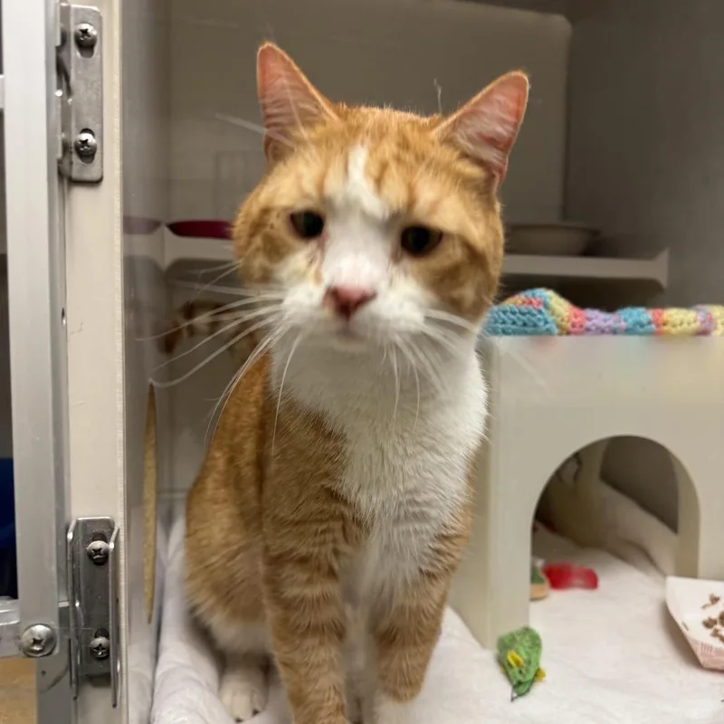 Hercules thumbnail 4