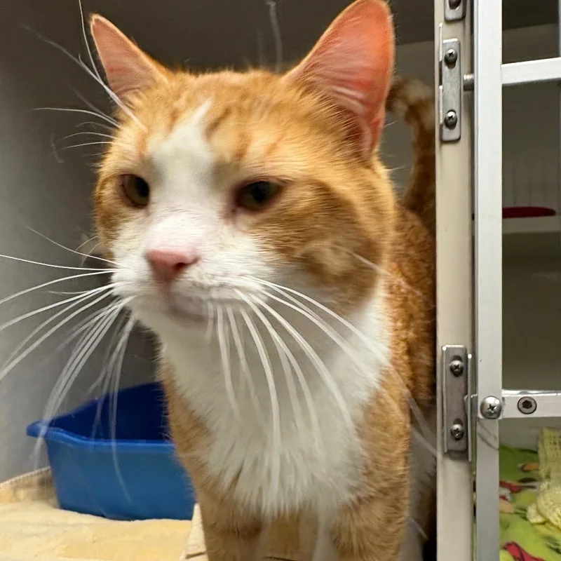 Hercules thumbnail 6