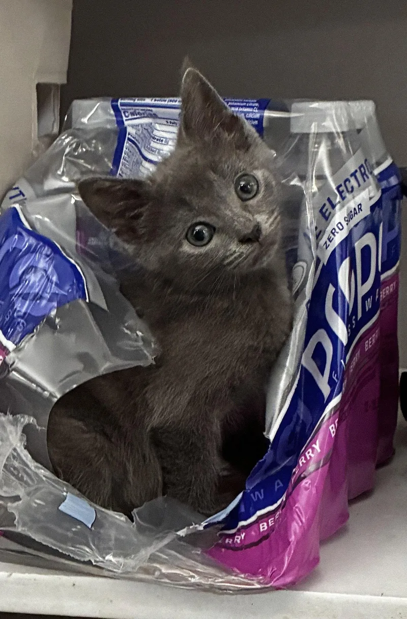A young medium-sized female Gray / Blue / Silver Domestic Short Hair cat named Delilah for adoption in Cuyahoga Falls, OH