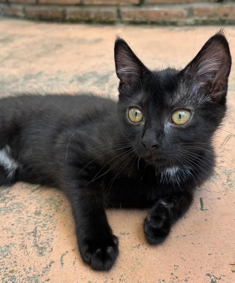 A baby medium-sized female Domestic Short Hair cat named Nikki for adoption in Oxford, MS