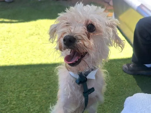 An adult small-sized female Cairn Terrier dog named Bea for adoption in Phoenix, AZ