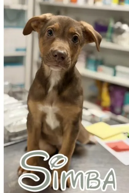 A baby medium-sized male Australian Shepherd dog named Simba for adoption in Morton Grove, IL