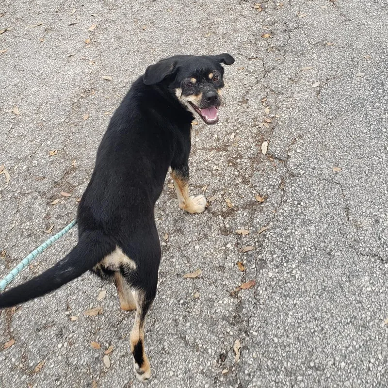 An adult medium-sized female Black Shepherd dog named Sofia for adoption in San Antonio, TX