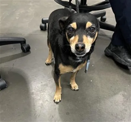 An adult small-sized male Dachshund dog named Lucky for adoption in Chatsworth, CA