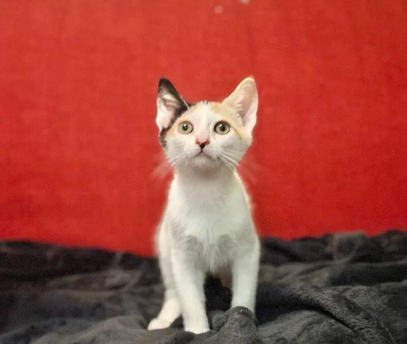 A young medium-sized female Calico Domestic Short Hair cat named Hera for adoption in North Babylon, NY