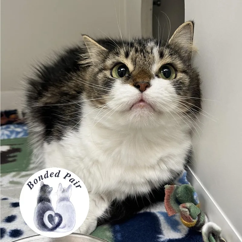 An adult medium-sized female Brown / Chocolate Domestic Short Hair cat named Chardonnay for adoption in Champaign, IL