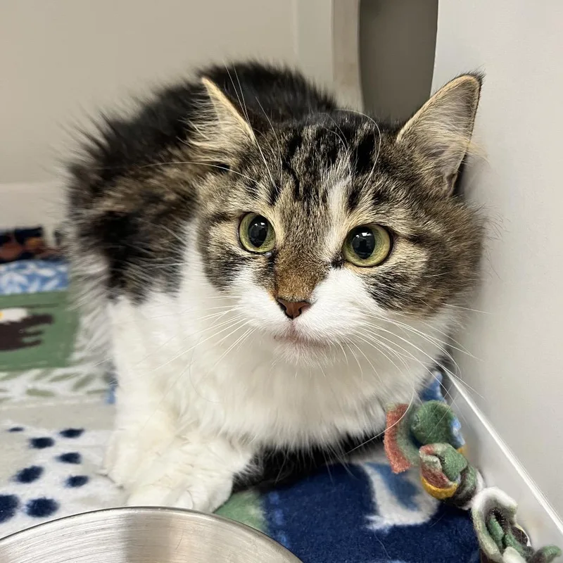 Chardonnay thumbnail 3