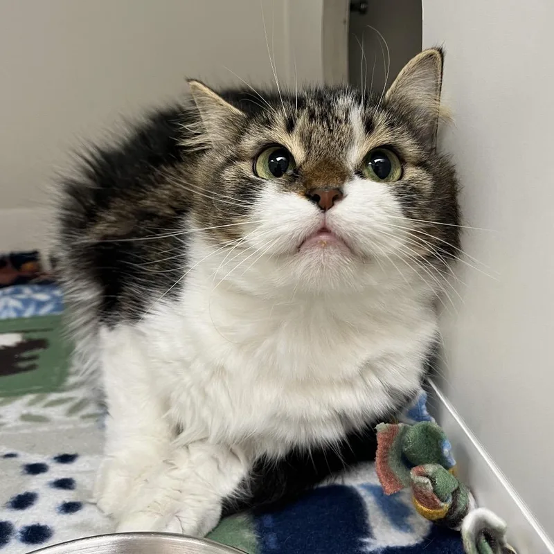 Chardonnay thumbnail 4