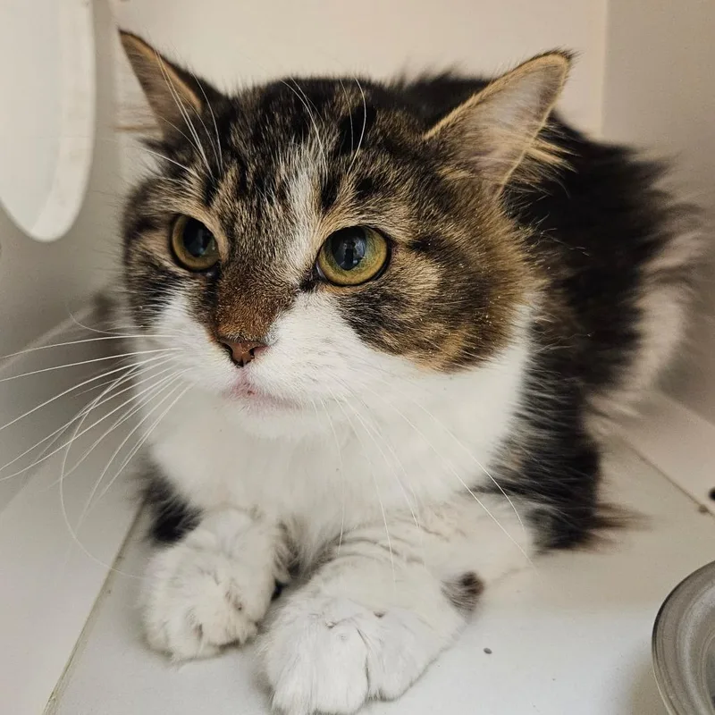 Chardonnay thumbnail 5