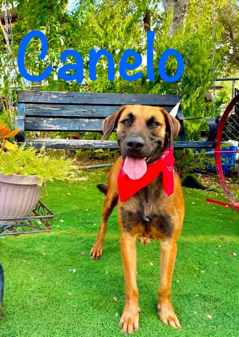 A young medium-sized male Tricolor (Brown, Black, & White) Black Mouth Cur dog named Canelo for adoption in Gregory, TX