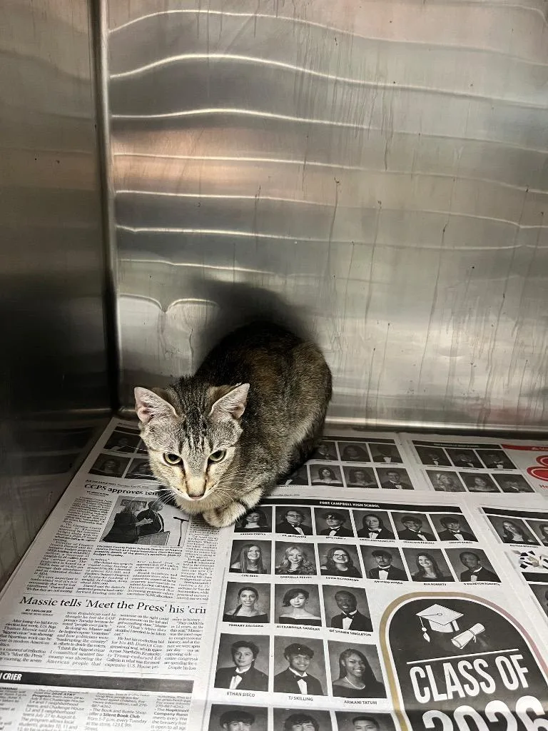 A baby large-sized female Domestic Short Hair cat named Ivy for adoption in Hopkinsville, KY