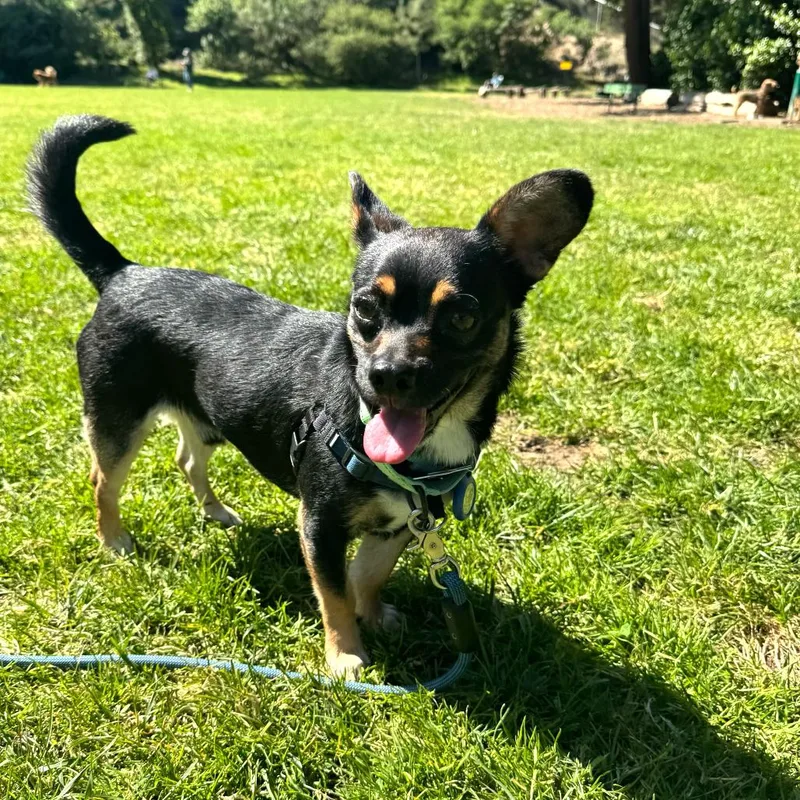 An adult small-sized male Black Chihuahua dog named Bill for adoption in San Francisco, CA