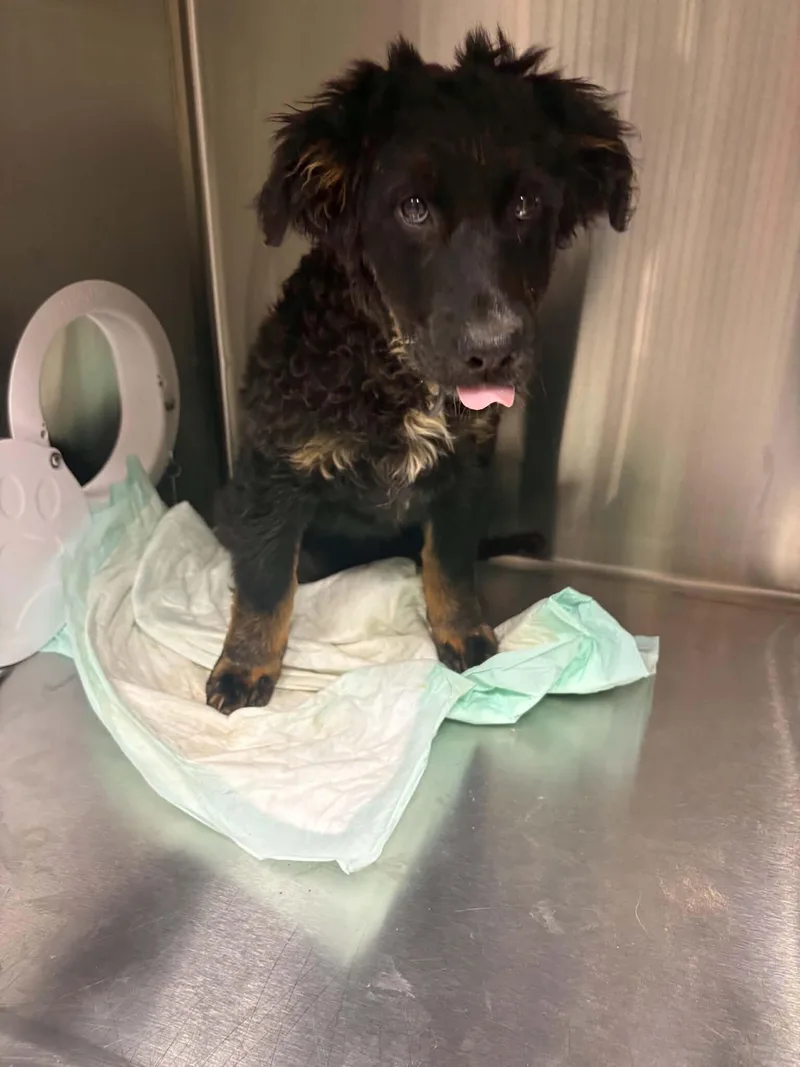A baby large-sized male Black German Shepherd Dog dog named Lance for adoption in Georgetown, OH