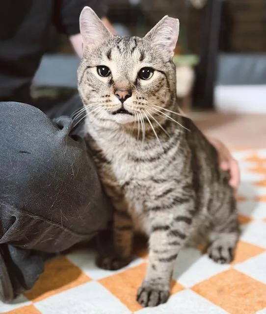 A young medium-sized male Tabby (Brown / Chocolate) Tabby cat named Bashful for adoption in Philadelphia, PA