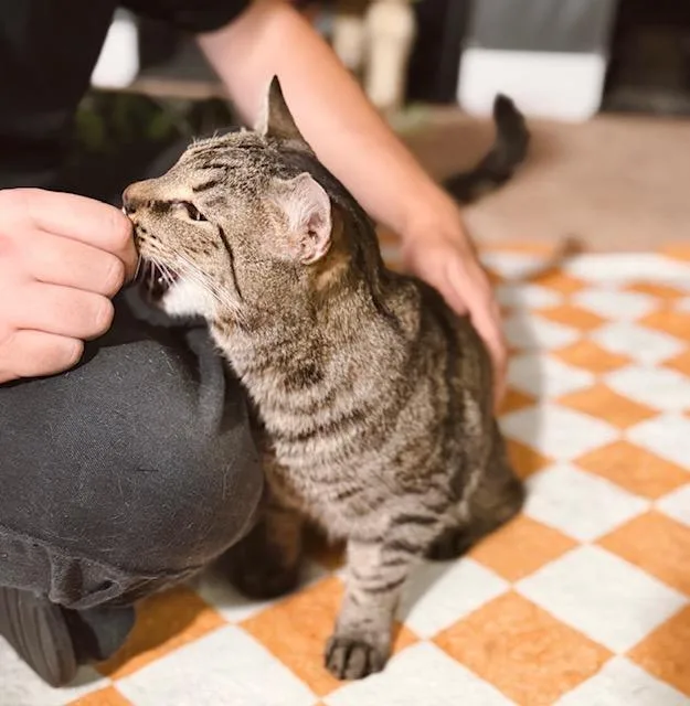 Bashful thumbnail 4