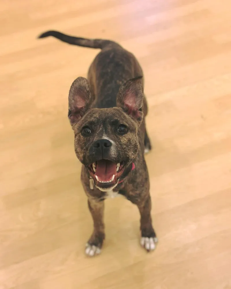 An adult small-sized female Brindle Terrier dog named Remi for adoption in Fremont, MI