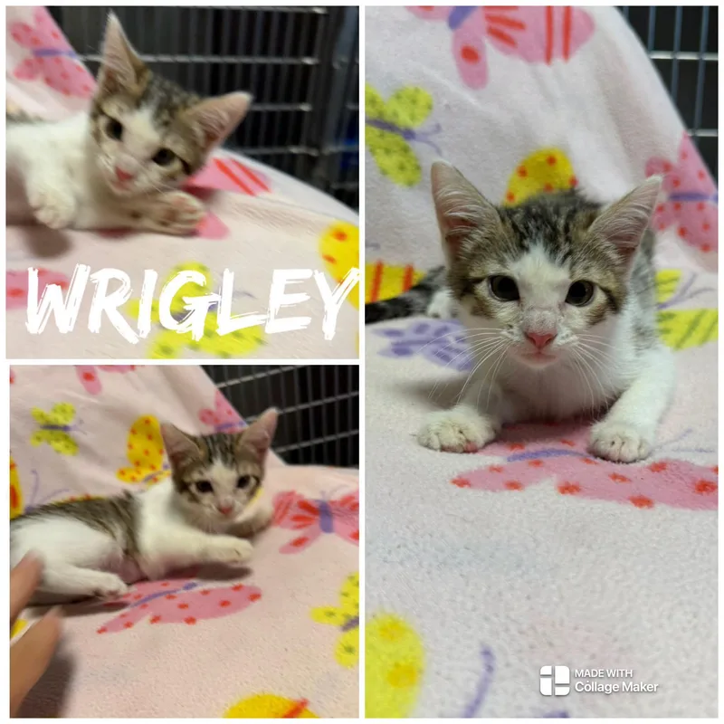 A baby medium-sized male White Domestic Short Hair cat named Wrigley for adoption in Saint James, MO