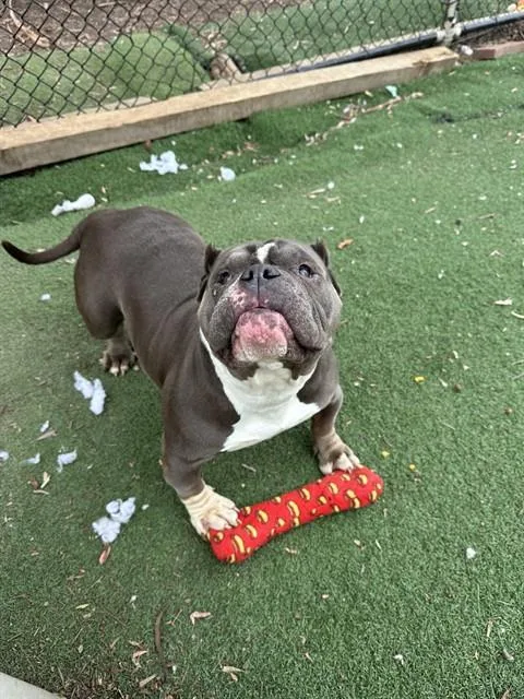 Lola