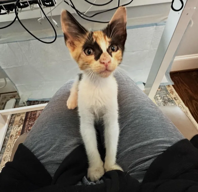 A baby small-sized female Calico American Shorthair cat named Sicily for adoption in Houston, TX