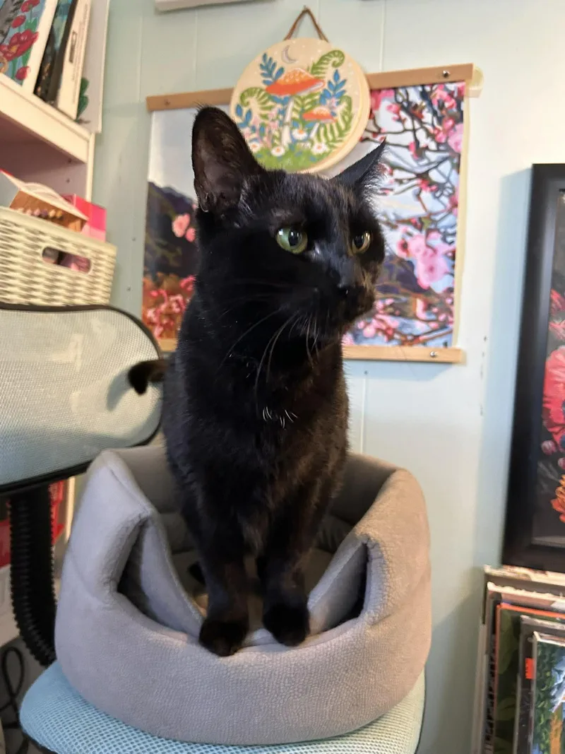 An adult medium-sized female Domestic Short Hair cat named Nisha for adoption in Kennebunk , ME