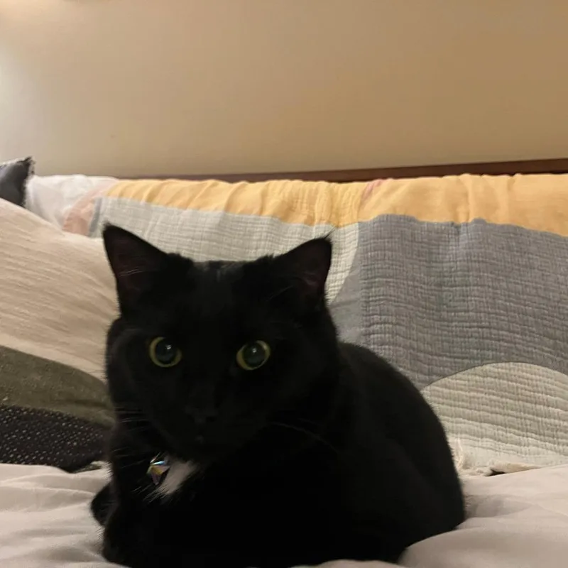 An adult small-sized female Black American Shorthair cat named Mocha for adoption in Lynchburg, VA