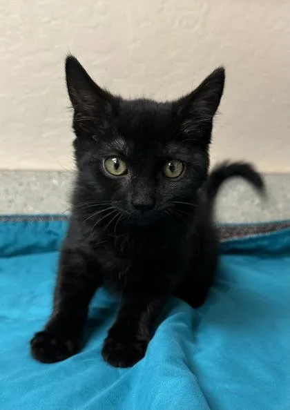 A young small-sized female Domestic Short Hair cat named Parker for adoption in Phoenix, AZ